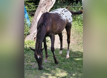 Appaloosa, Stallion, 1 year, 15.1 hh, Bay-Dark