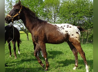 Appaloosa, Stallion, 1 year, 15.1 hh, Bay-Dark