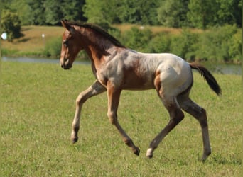 Appaloosa, Stallion, 1 year, 15.1 hh, Brown