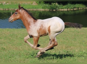 Appaloosa, Stallion, 1 year, 15.1 hh, Brown