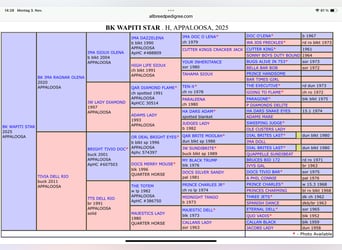 Appaloosa, Stallion, 1 year, 15.1 hh, Buckskin