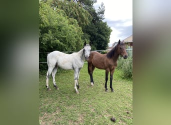 Appaloosa, Stallion, 1 year, 15.1 hh, Buckskin