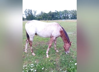 Appaloosa, Stallion, 1 year, 15.1 hh, Chestnut-Red