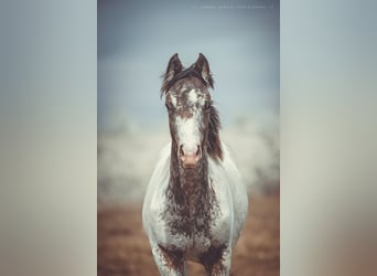Appaloosa, Stallion, 1 year, 15.1 hh