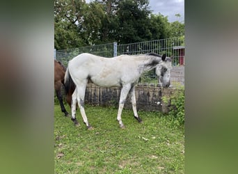 Appaloosa, Stallion, 1 year, 15.1 hh, White