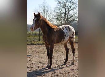 Appaloosa, Stallion, 1 year, 15.2 hh, Buckskin