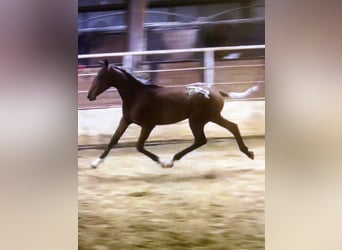 Appaloosa Mix, Stallion, 1 year, 15 hh, Roan-Red
