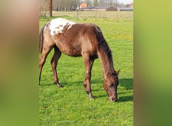 Appaloosa, Stallion, 1 year, 15,1 hh, Leopard-Piebald