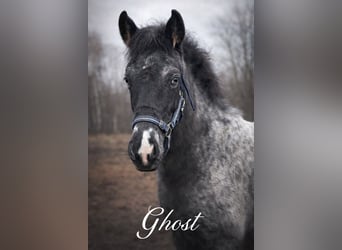 Appaloosa, Stallion, 1 year, 15,2 hh