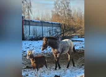 Appaloosa, Stallion, 1 year, 15,2 hh