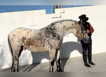 Appaloosa Mix, Stallion, 1 year, 16.1 hh