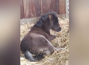 Appaloosa, Stallion, 1 year, 9,1 hh, Black