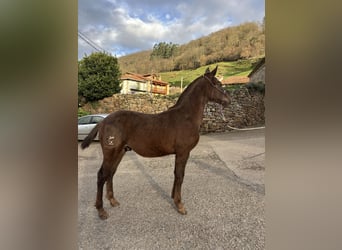 Appaloosa Mix, Stallion, 1 year, Chestnut