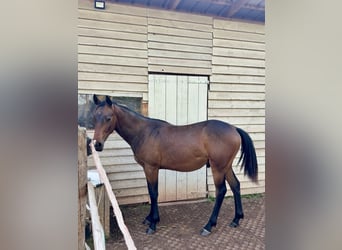 Appaloosa, Stallion, 1 year, Smoky-Black
