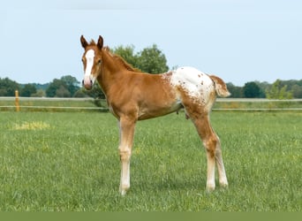Appaloosa, Stallion, 1 year