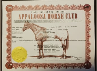 Appaloosa, Stallion, 1 year, White