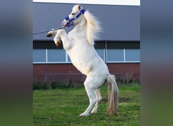 Appaloosa, Stallion, 2 years, 10.2 hh, Leopard-Piebald