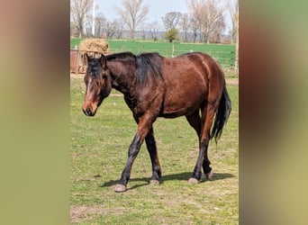 Appaloosa, Stallion, 2 years, 14.1 hh, Brown
