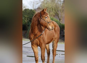 Appaloosa, Stallion, 2 years, 14.1 hh, Chestnut-Red