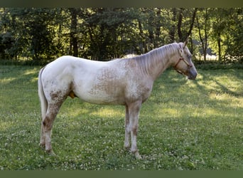 Appaloosa, Stallion, 2 years, 14.1 hh, Palomino