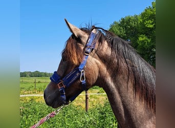 Appaloosa, Stallion, 2 years, 14.1 hh, Roan-Blue