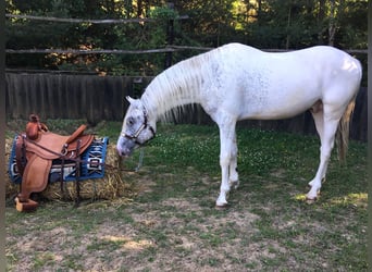 Appaloosa, Stallion, 2 years, 14.2 hh