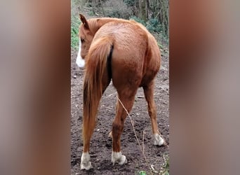 Appaloosa, Stallion, 2 years, 14.2 hh, Sorrel