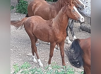 Appaloosa, Stallion, 2 years, 14.2 hh, Sorrel