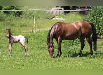 Appaloosa, Stallion, 2 years, 15.1 hh, Brown