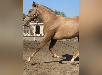 Appaloosa, Stallion, 2 years, 15.1 hh, Cremello