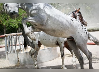 Appaloosa Mix, Stallion, 2 years, 15.2 hh, Gray-Red-Tan
