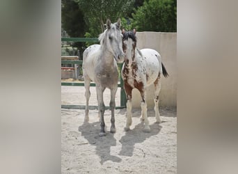 Appaloosa Mix, Stallion, 2 years, 15.2 hh, Gray-Red-Tan
