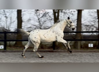 Appaloosa, Stallion, 2 years, 16.2 hh, Leopard-Piebald