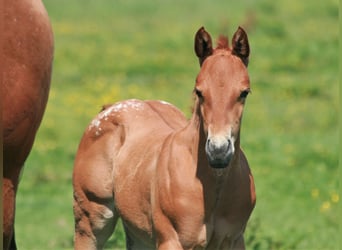 Appaloosa, Stallion, 2 years, Chestnut-Red