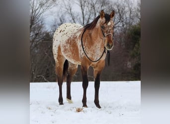 Appaloosa, Stallion, 2 years