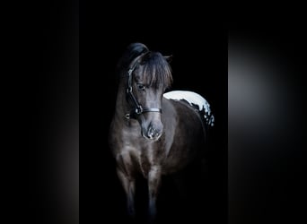 Appaloosa, Stallion, 3 years, 10.1 hh, Leopard-Piebald