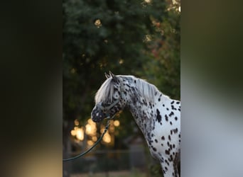 Appaloosa, Stallion, 3 years, 13.1 hh, Leopard-Piebald