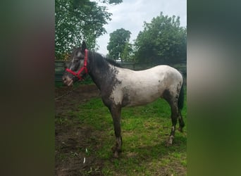 Appaloosa, Stallion, 3 years, 13,2 hh