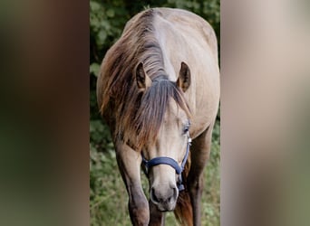 Appaloosa, Stallion, 3 years, 15,1 hh, Buckskin