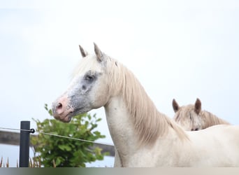 Appaloosa, Stallion, 3 years