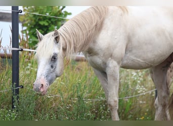 Appaloosa, Stallion, 3 years