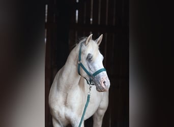 Appaloosa, Stallion, 3 years