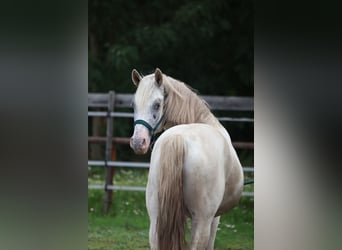Appaloosa, Stallion, 3 years
