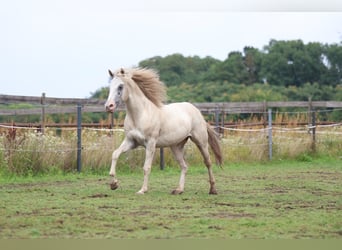 Appaloosa, Stallion, 3 years