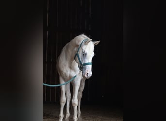 Appaloosa, Stallion, 3 years