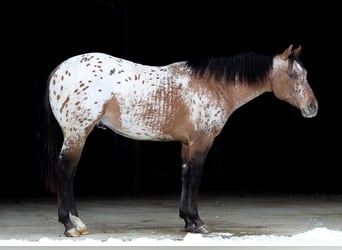 Appaloosa, Stallion, 3 years