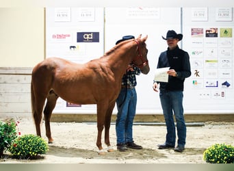 Appaloosa, Stallion, 3 years, Sorrel