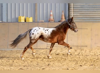 Appaloosa, Stallion, 4 years, 14.1 hh