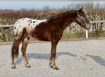 Appaloosa, Stallion, 4 years, 14.1 hh