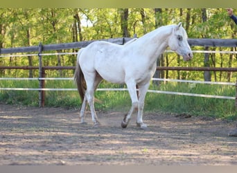 Appaloosa, Stallion, 4 years, 14.2 hh